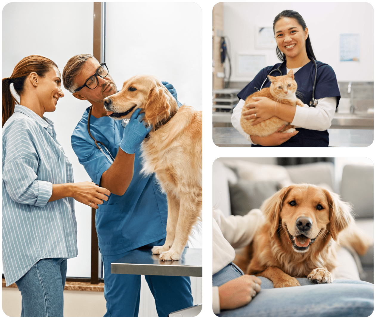 Veterinarians examining pets at clinic.