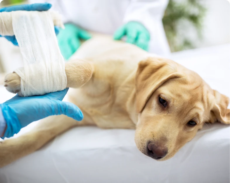 Dog receiving bandage on injured paw.