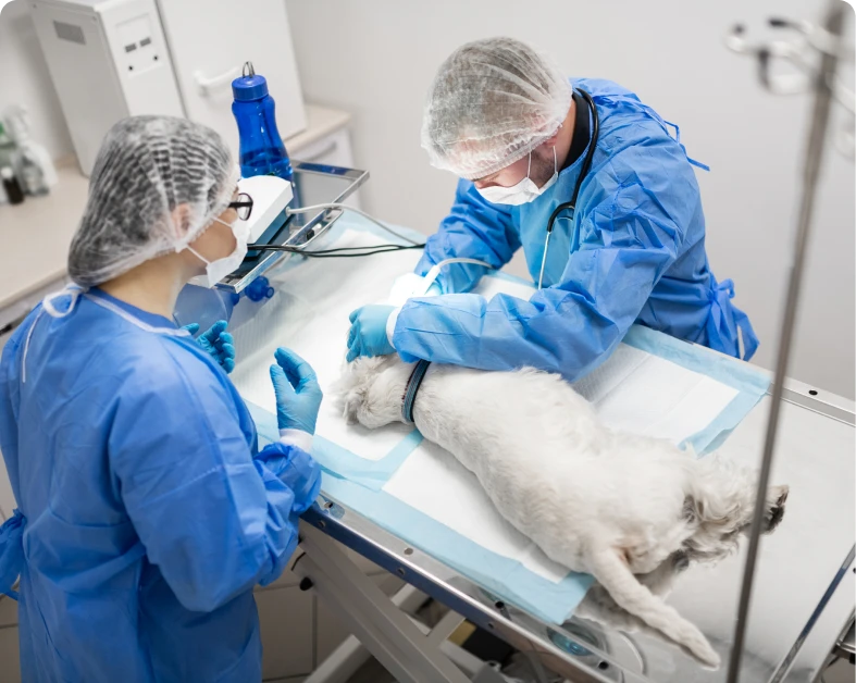 Veterinarians performing surgery on a dog.