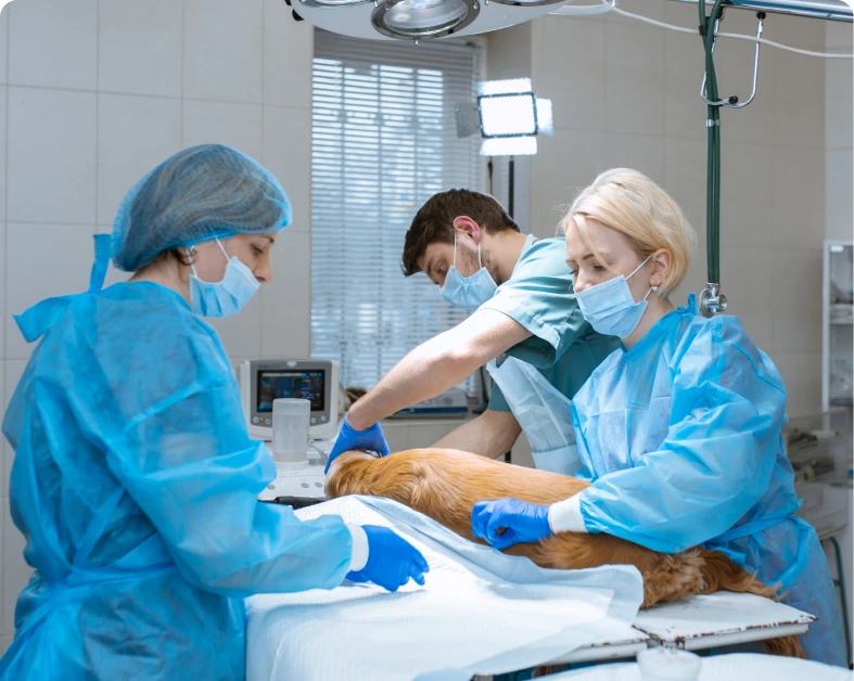 Veterinary team performing surgery on dog.