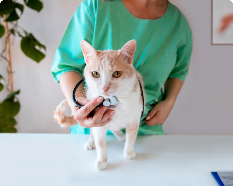 Veterinarian examining orange and white cat.