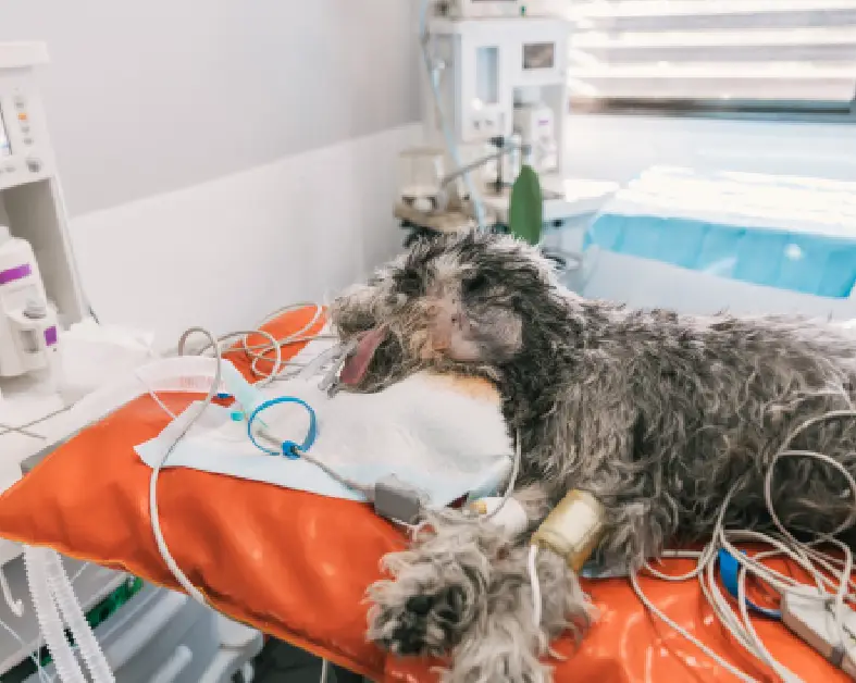 Dog receiving medical treatment at veterinary clinic.
