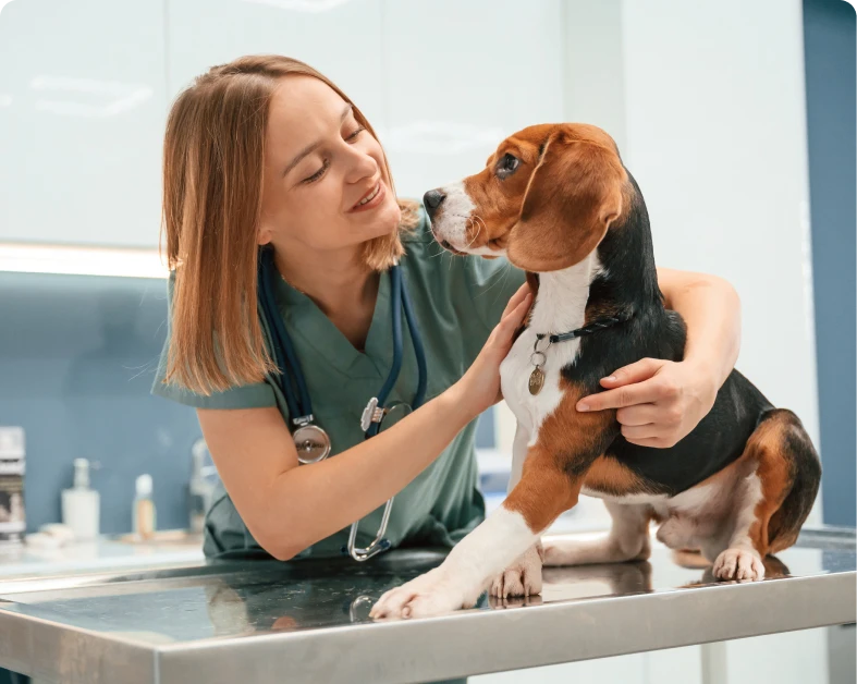 Vet caring for a beagle on table.