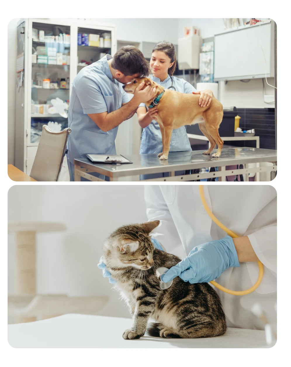 A pet needing urgent vet care in Richardson.