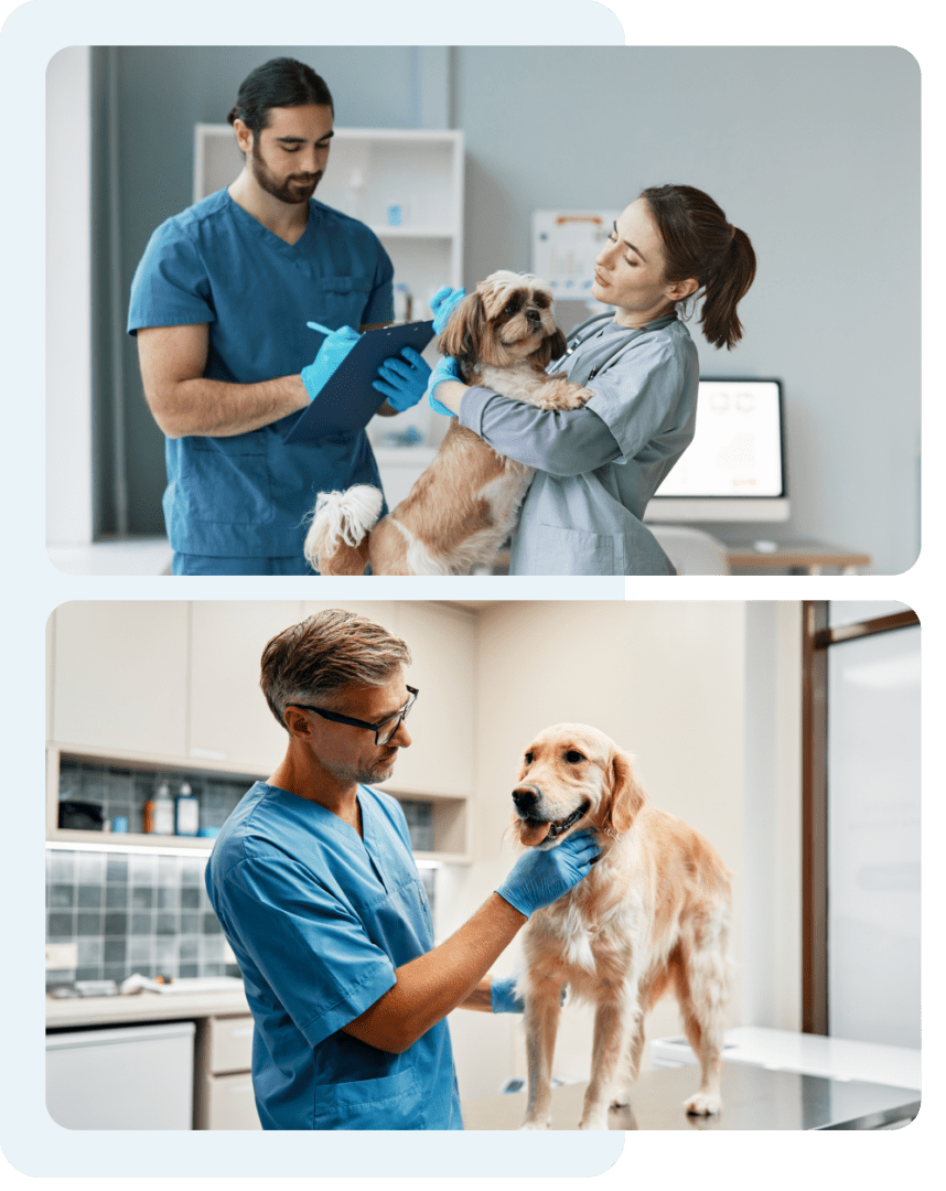 A dog due for a pet surgery in our clinic.